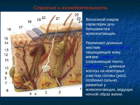 Воздействие внешних факторов на волосяной покров