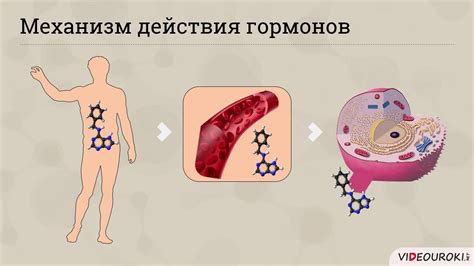 Воздействие гормонов на обмен веществ