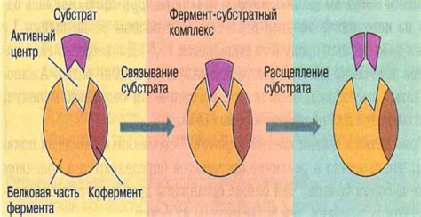 Воздействие естественных ферментов