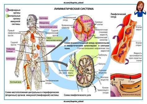 Воздействие на кровеносную систему и обмен веществ