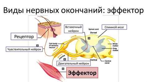 Воздействие на нервные окончания