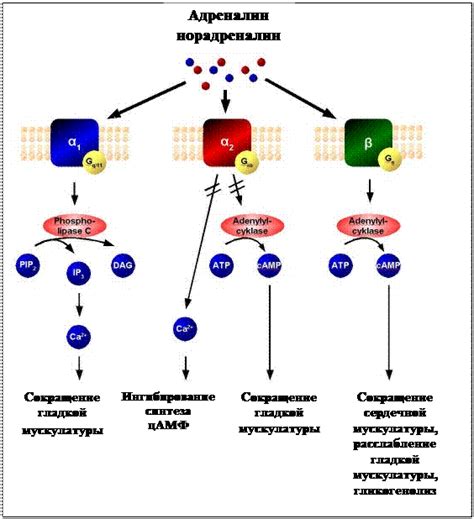 Воздействие на рецепторы горечи