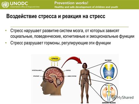 Воздействие стресса на когнитивные функции