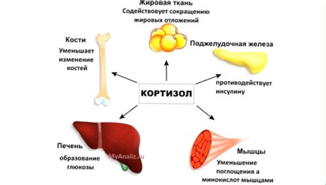 Воздействие стресса на накопление жира в области живота