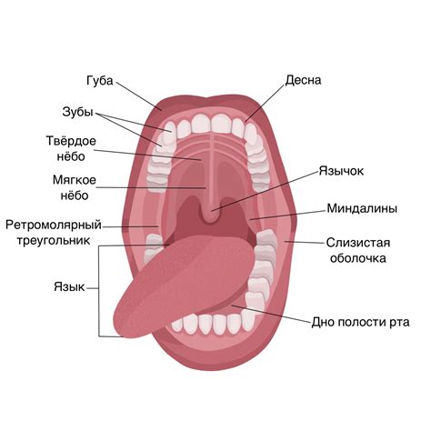 Воздух внутри ротовой полости