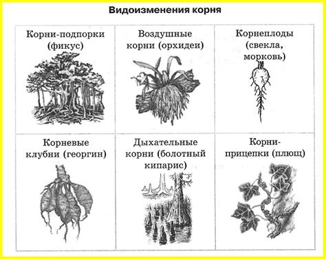 Воздушные корни и их функции