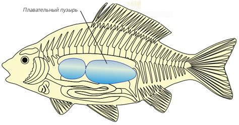 Воздушный пузырь у рыбы: проблемы и их решение