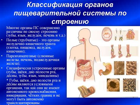 Возможное нагружение пищеварительной системы