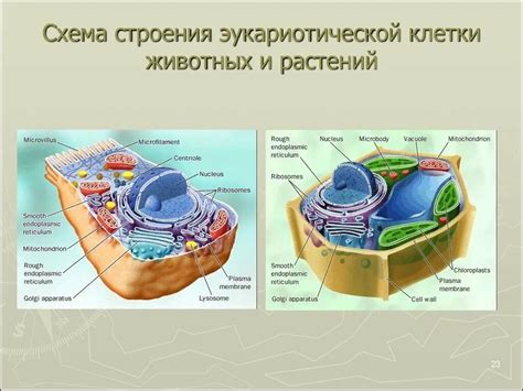 Возможности и уникальность эукариотических клеток