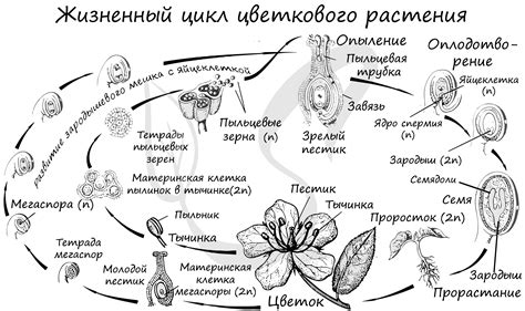 Возможность быстрого роста и размножения покрытосеменных