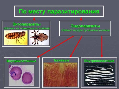 Возможность попадания паразитов