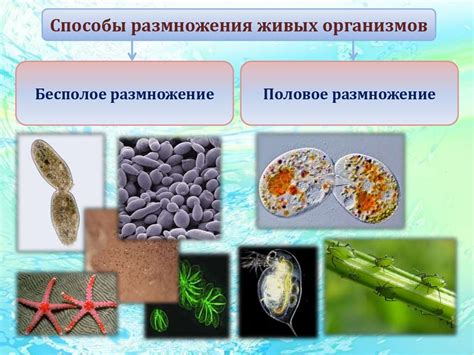 Возможность размножения вредных организмов