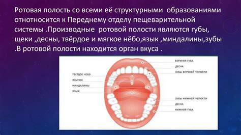 Возможные аномалии, ведущие к появлению только девочек