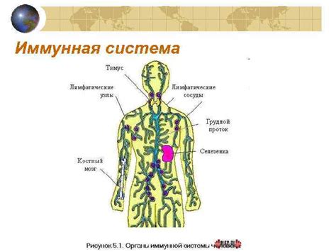 Возможные инфекционные причины