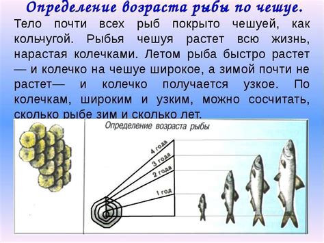 Возможные ошибки и искажения при определении возраста по чешуе рыбы