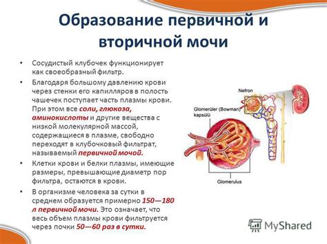 Возможные последствия отсутствия белков в первичной моче