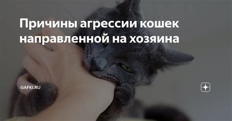 Возможные причины агрессии кошек и кусания