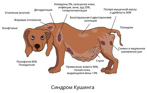 Возможные причины зуда у собак