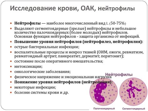 Возможные причины повышения нейтрофилов в крови у мужчин