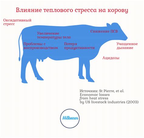 Возможные проблемы и их решение: подводные камни при создании стейка