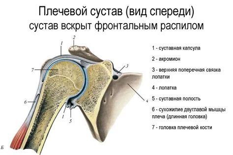 Возможные способы поставить плечевой сустав на место