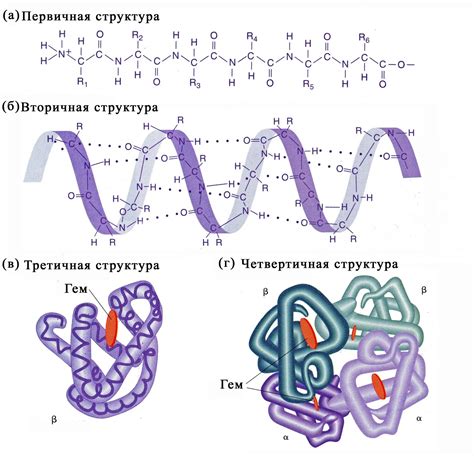 Возникновение интереса к структуре белка: первые наблюдения