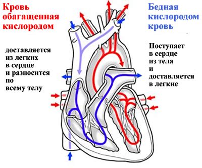 Возрастные изменения в сосудах