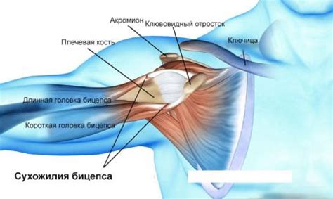 Возрастные изменения и разрывы сухожилий