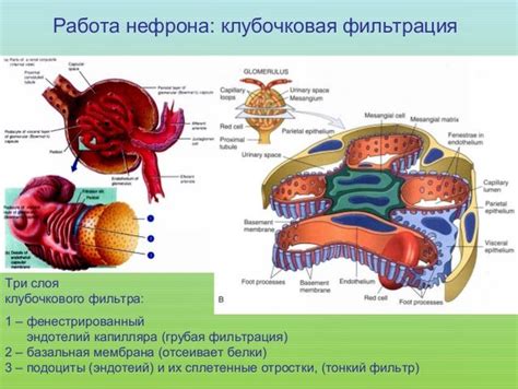 Возрастные изменения скорости клубочковой фильтрации