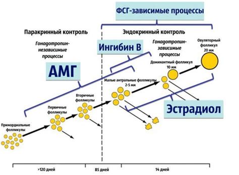 Возрастные особенности антимюллерового гормона у женщин