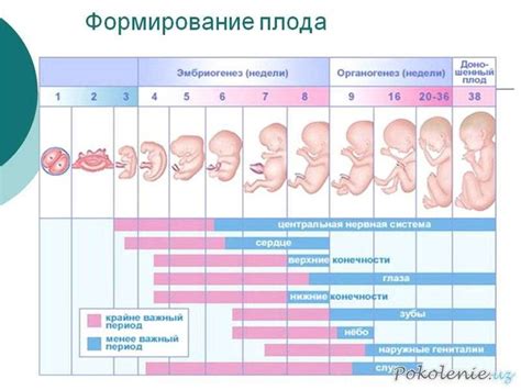 Возрастные особенности организма