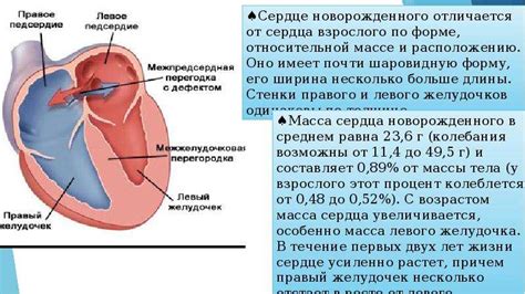 Возрастные особенности сосудистой системы