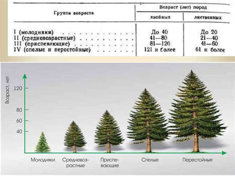 Возраст дерева