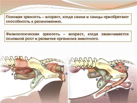 Возраст и половая зрелость