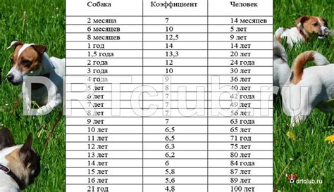 Возраст и порода щенка