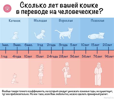 Возраст кошек с 2025 по 2027