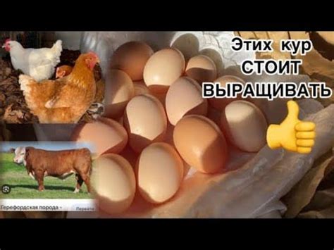 Возраст курочек и его связь с яйценоскостью в клетках