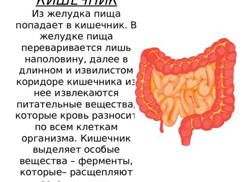 Волокнистая пища - союзник здорового кишечника