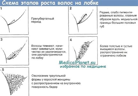 Волосатый лобок - аксессуар и развлечение в сексе