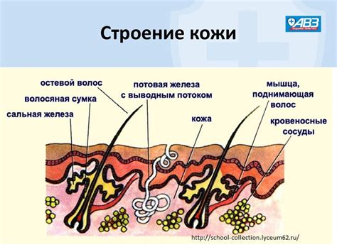 Волосяной покров