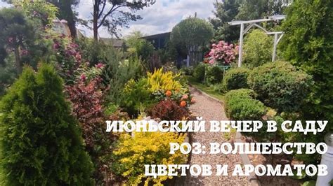 Волшебство цветов в саду роз