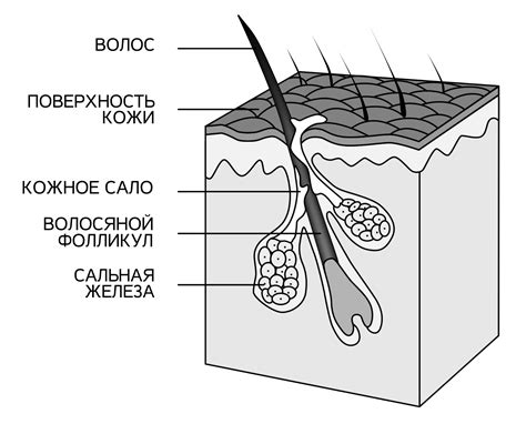 Воспаление в порах