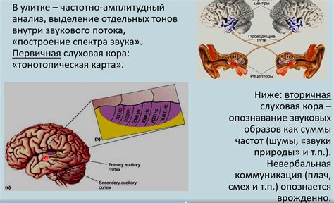 Восприятие и эмоции