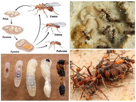 Воспроизводство муравьев и разведение их потомства