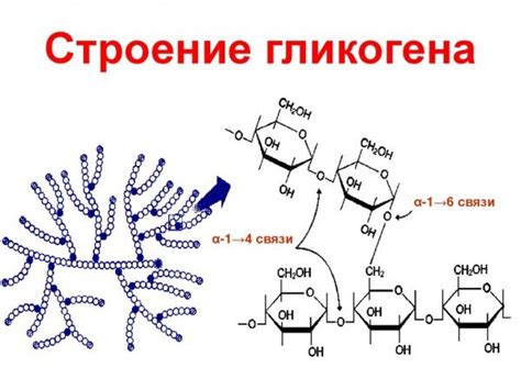 Восстановление гликогена