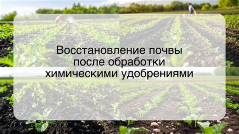 Восстановление здоровья почвы после фитофторы