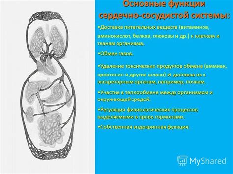 Восстановление иннервации организма: принципы и важность