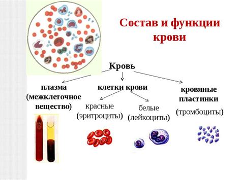 Восстановление после потери крови: