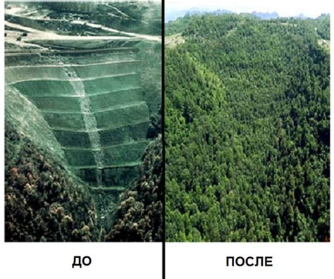 Восстановление почвенного слоя