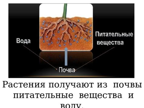 Восстановление почвы: питательные вещества и удобрения